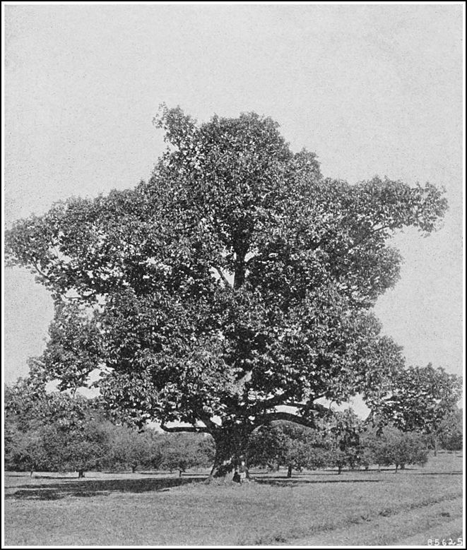 Nature's Greatest Tragedy - The Extinction of the American Chestnut Tree