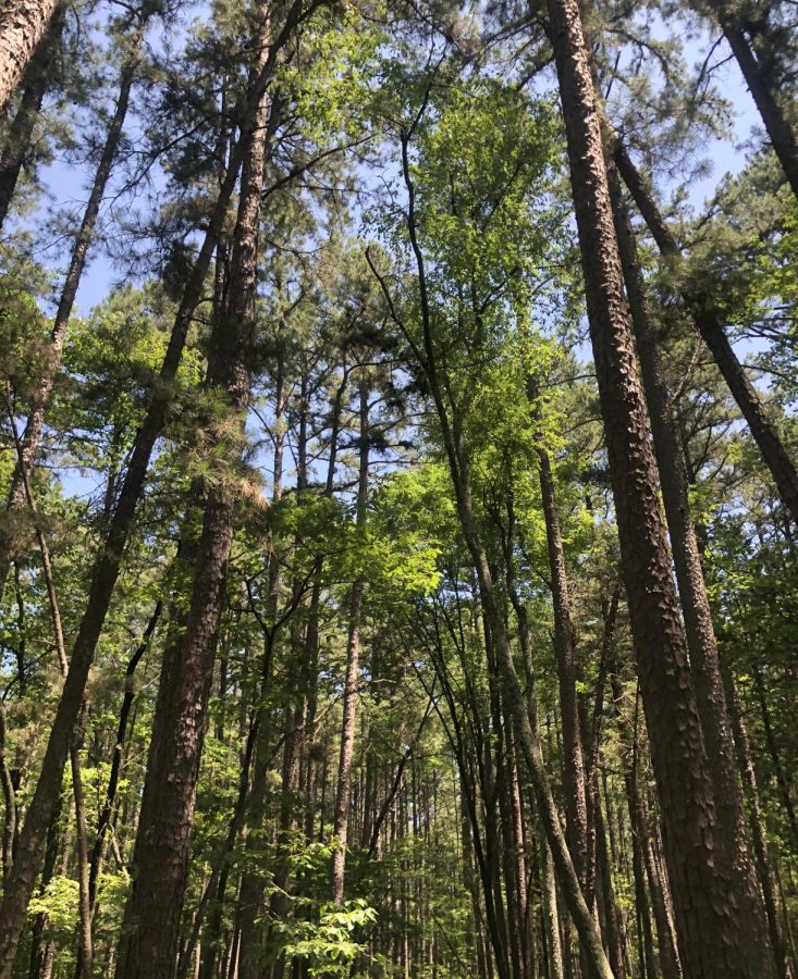 Hawn State Park trees