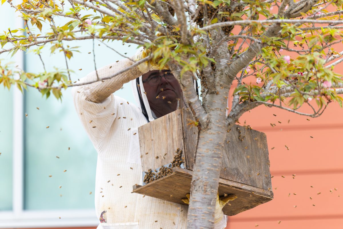 History teacher Mike Hill performs a safe bee removal outside of Ladue High School April 1. Hill has experience dealing with bees. as he has a bee hive of his own at home. "[There were many things going through my head]," Hill said. "First of all, be gentle. When bees swarm, they are docile. Second, make sure to get the queen in the box, because all of the bees will follow her. Third, oh my god, half the school is watching, so do not do something stupid."