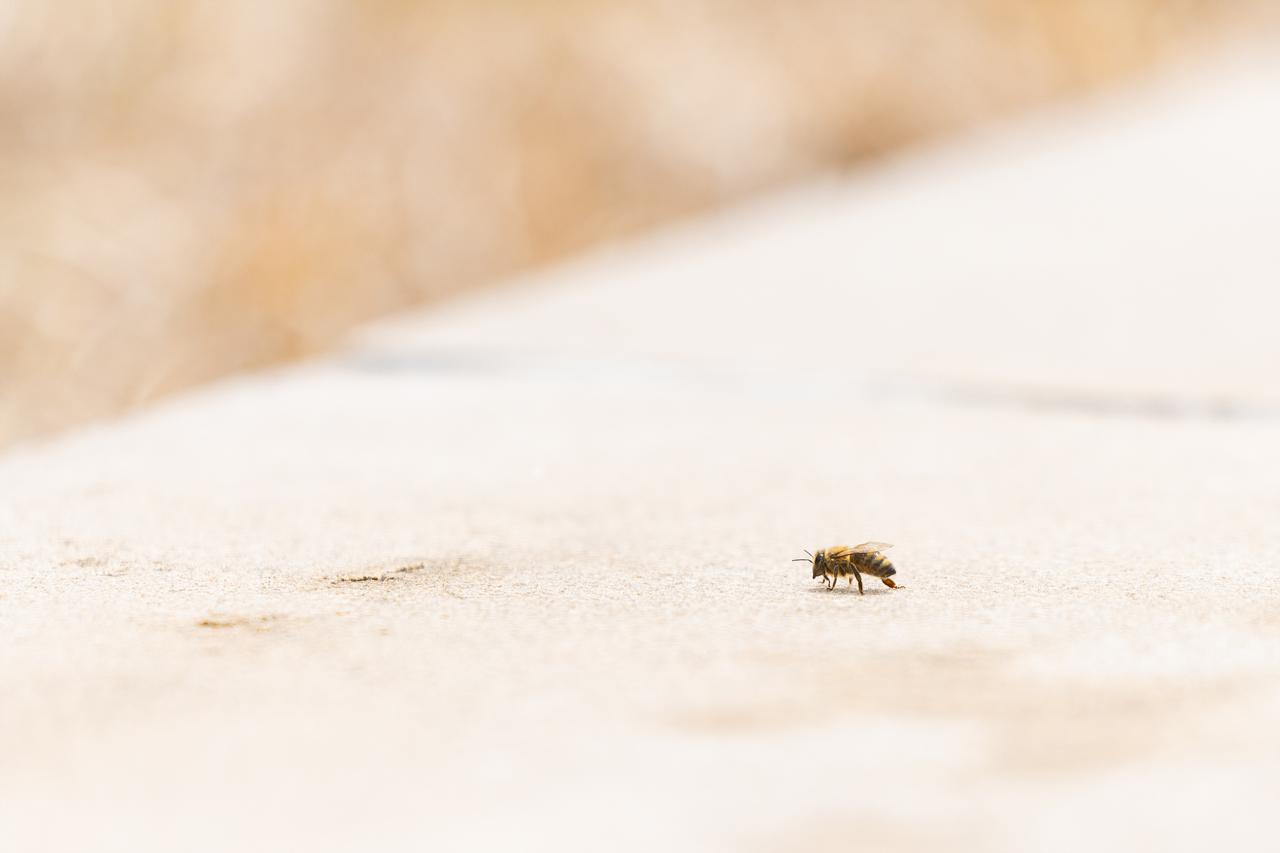 Buzzing Away