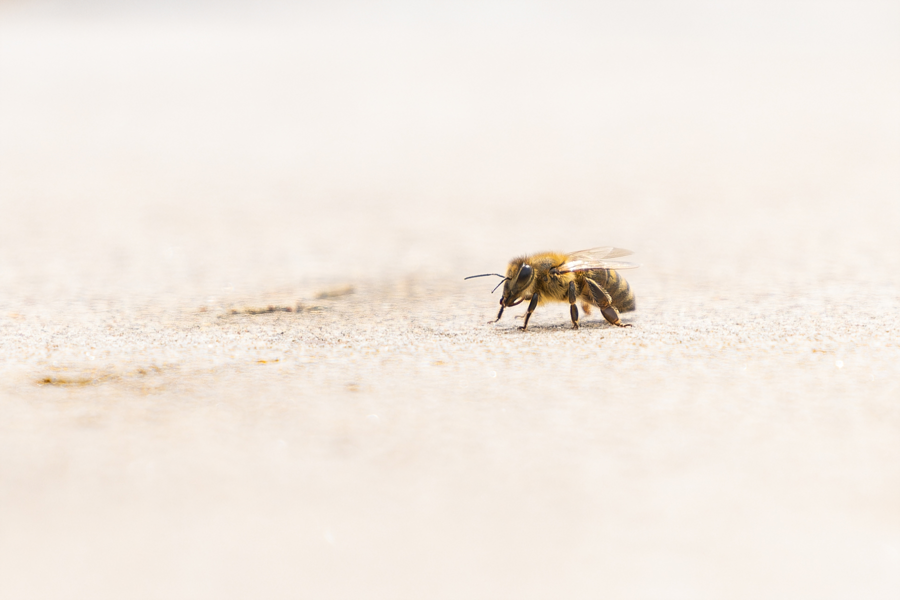 Buzzing Away