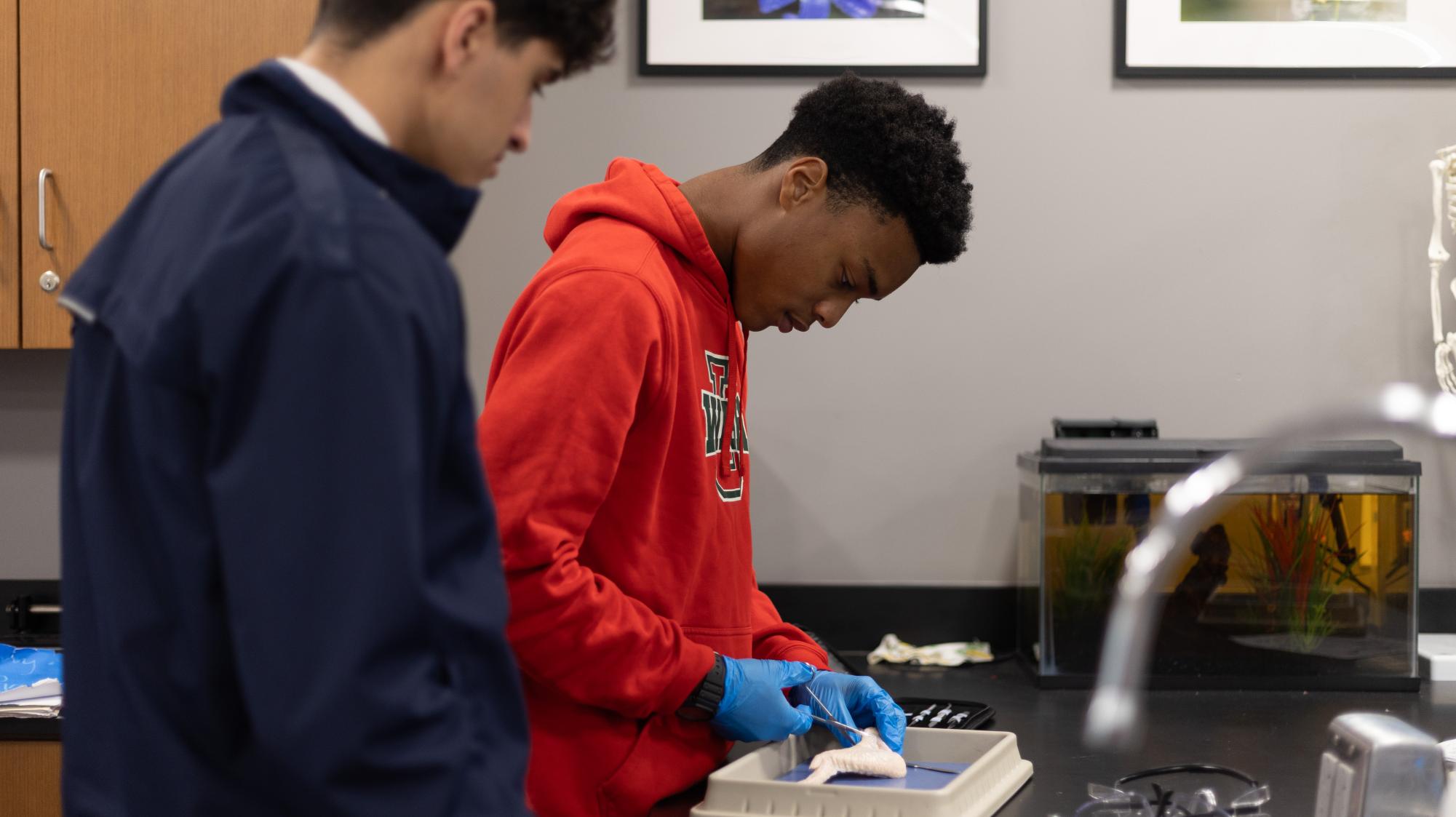 Anatomy & Physiology students conduct dissection Nov. 21.