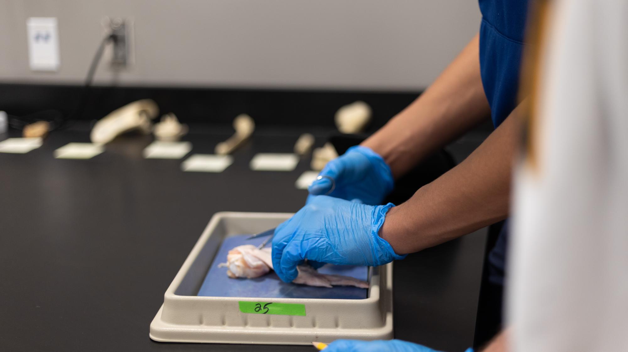 Anatomy & Physiology students conduct dissection Nov. 21.