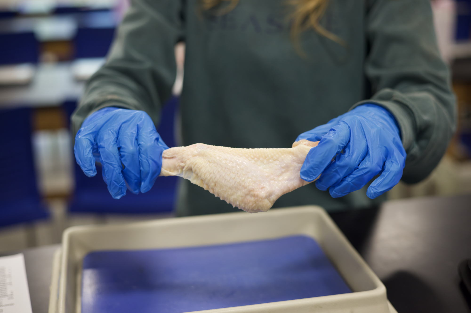 Anatomy & Physiology students conduct dissection Nov. 21.