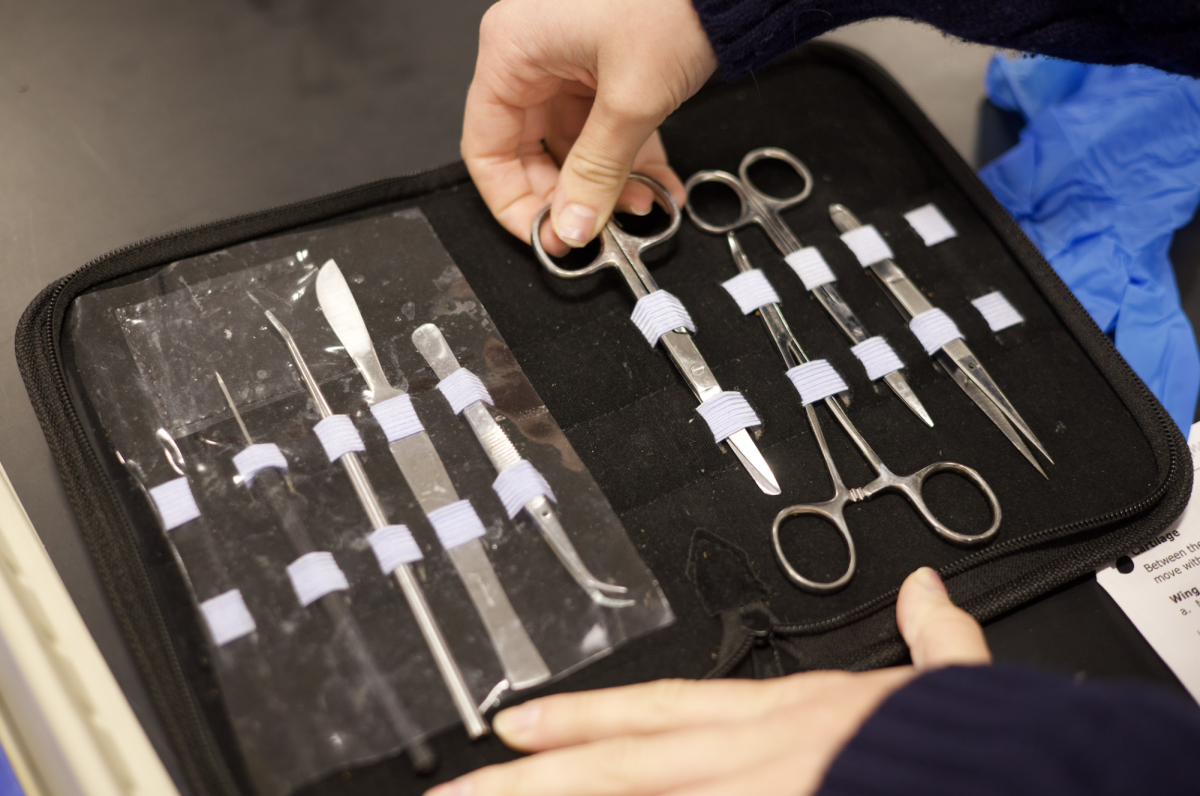 Anatomy & Physiology students conduct dissection Nov. 21.