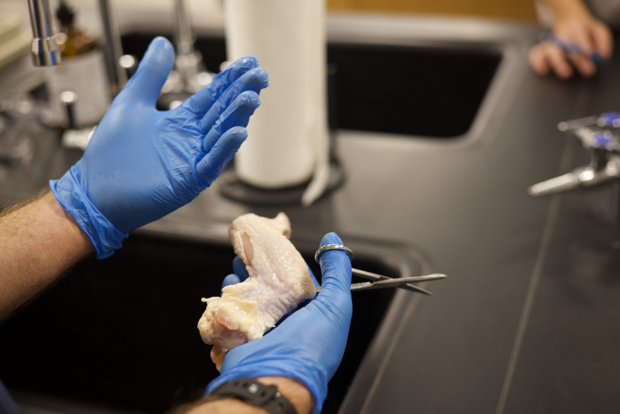 Anatomy & Physiology students conduct dissection Nov. 21.