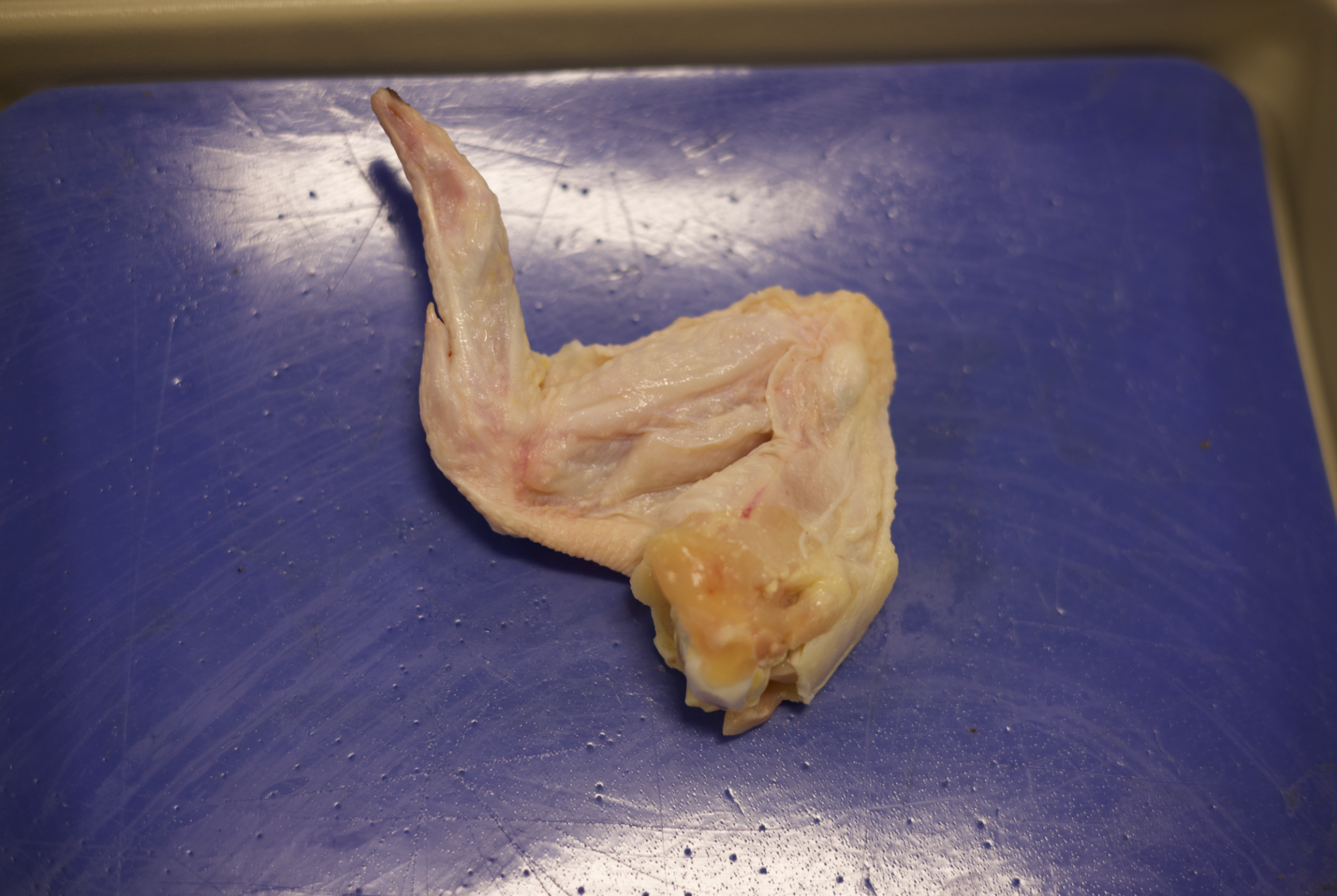 Anatomy & Physiology students conduct dissection Nov. 21.