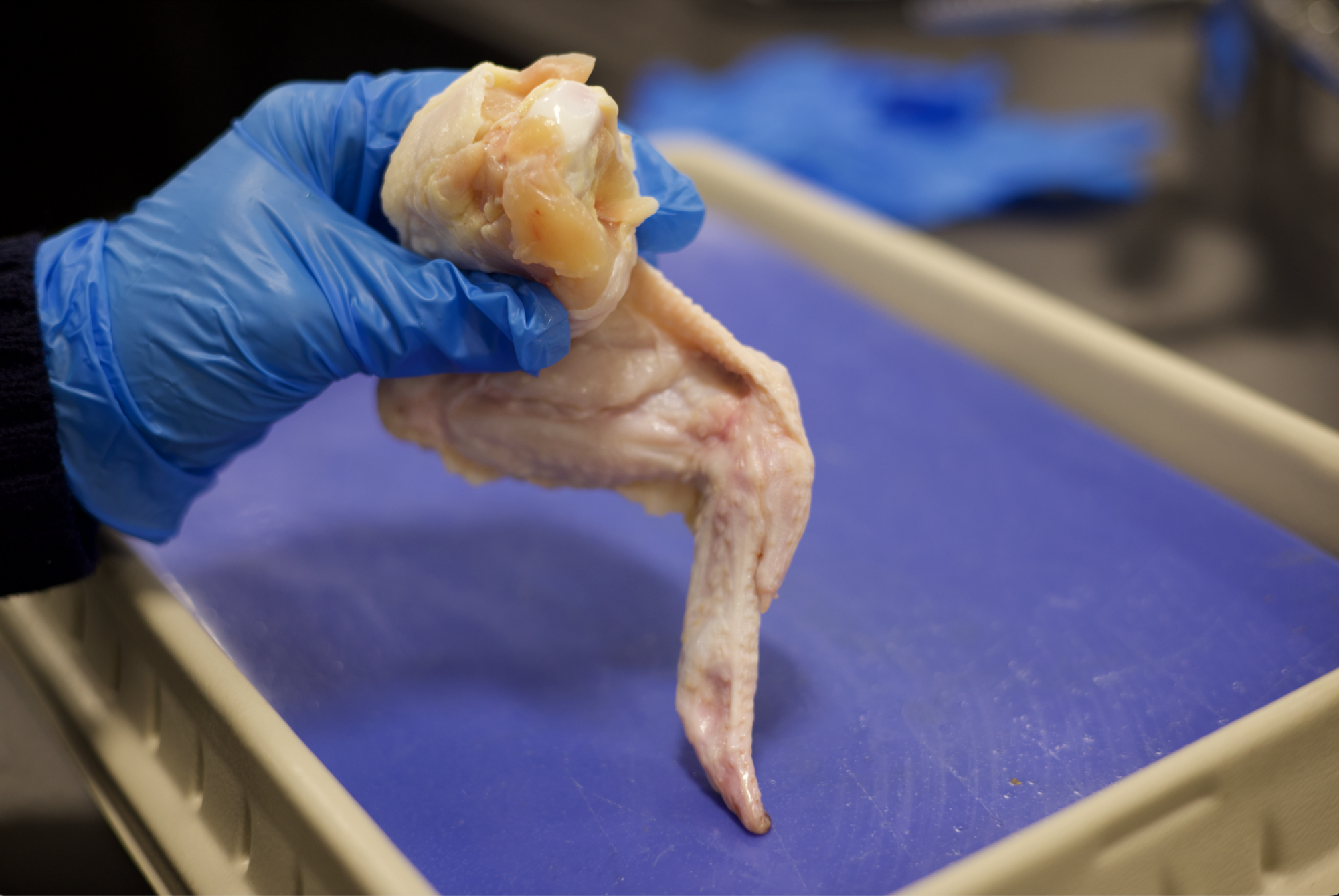 Anatomy & Physiology students conduct dissection Nov. 21.