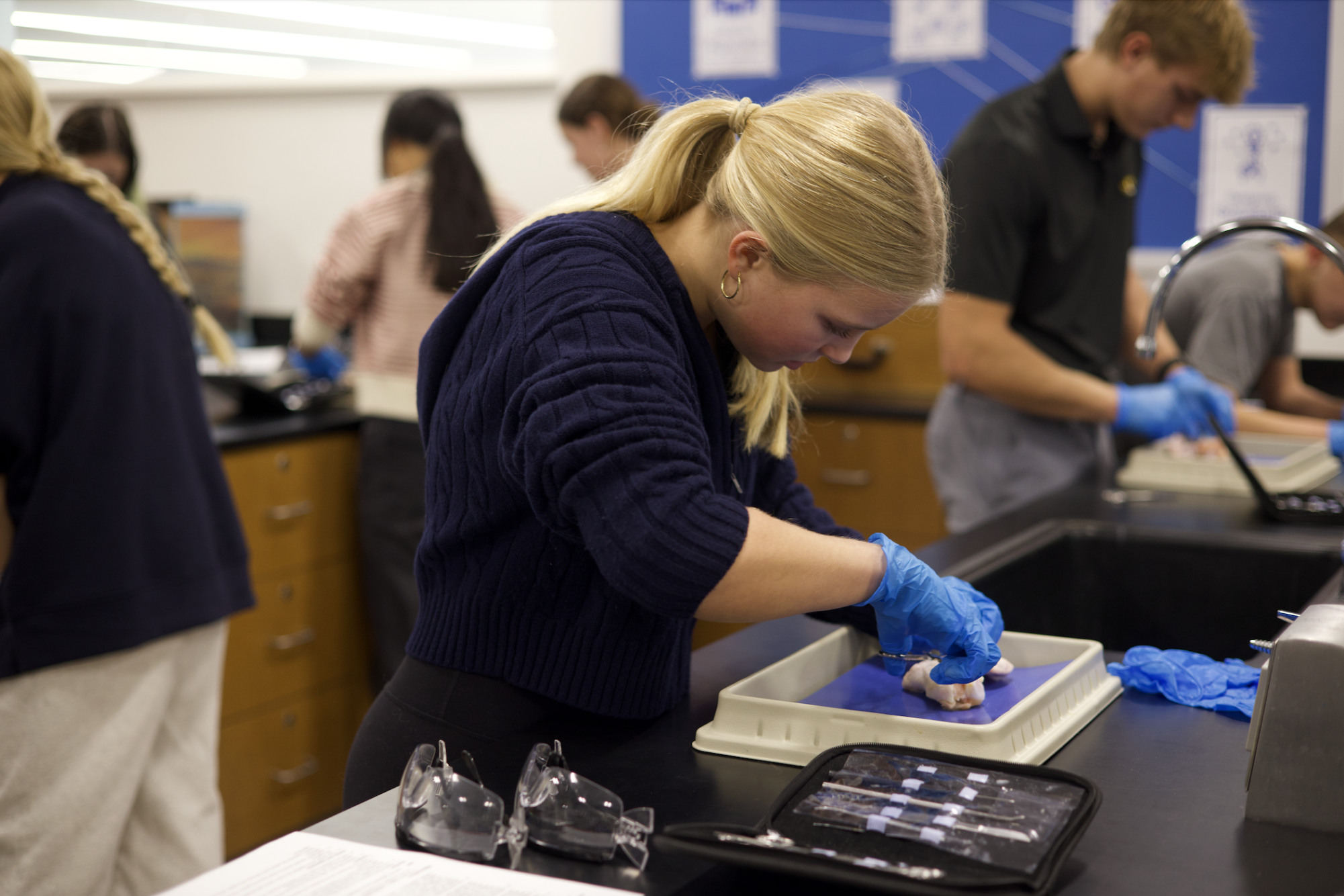 Anatomy & Physiology students conduct dissection Nov. 21.