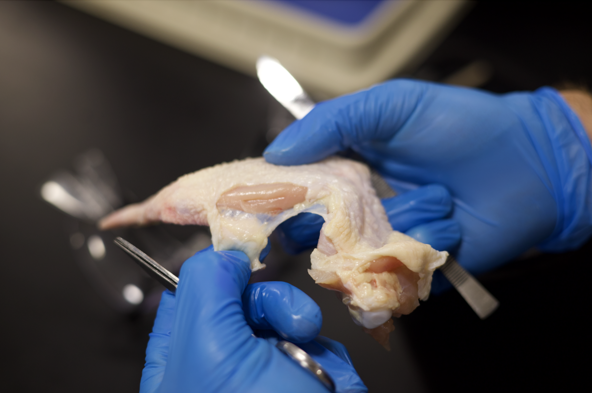 Anatomy & Physiology students conduct dissection Nov. 21.