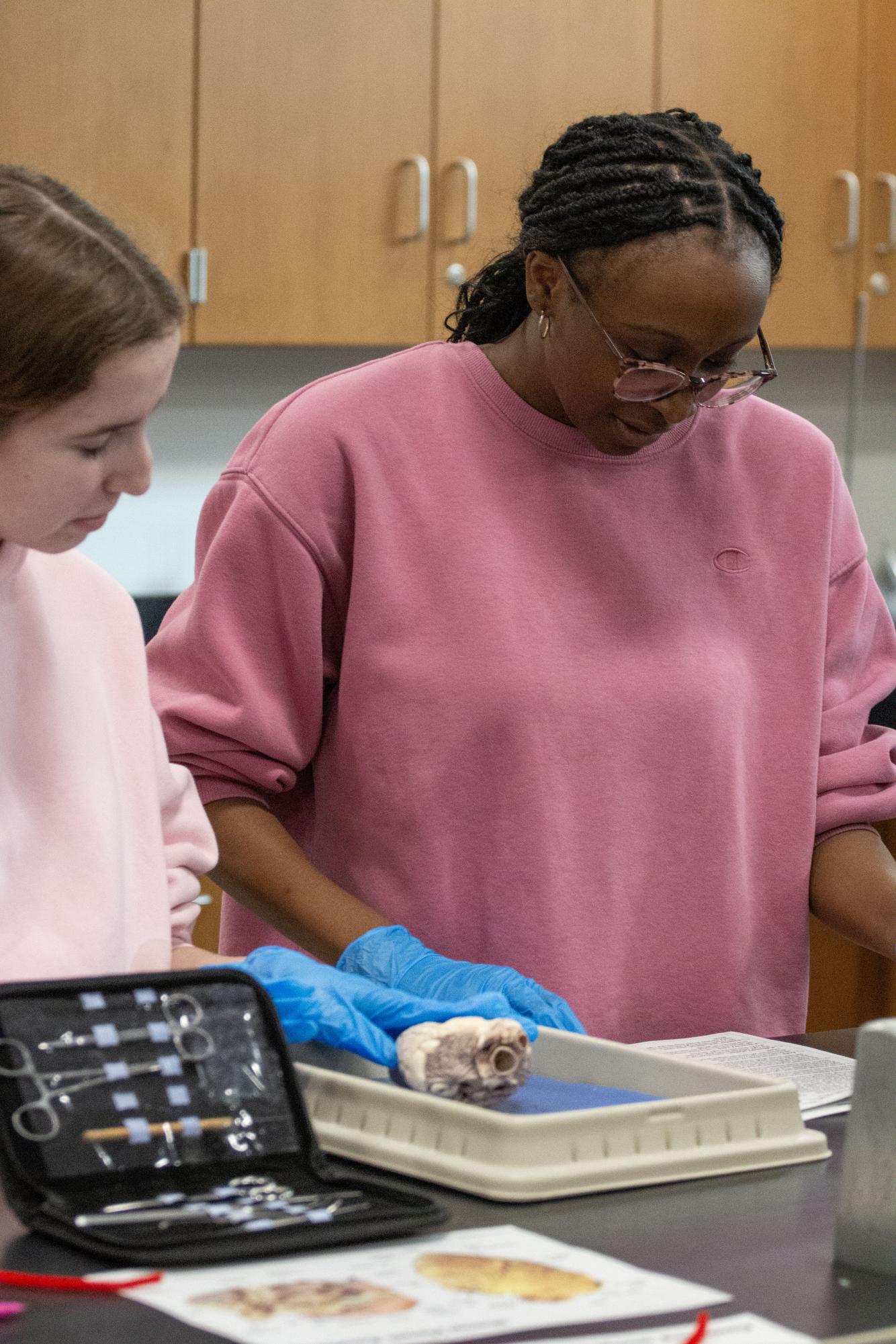 Anatomy and Physiology dissects sheep hearts Jan. 29