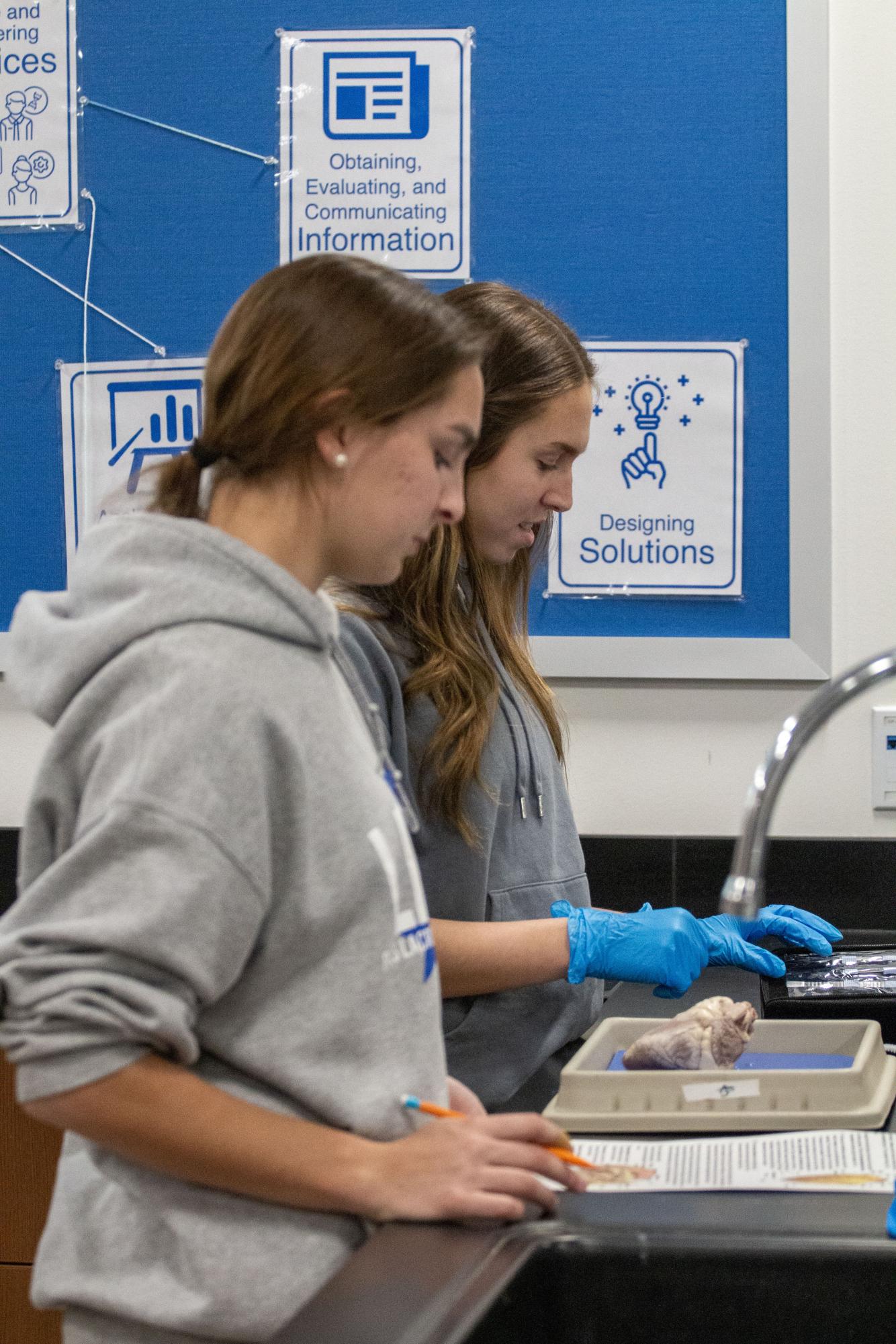 Anatomy and Physiology dissects sheep hearts Jan. 29