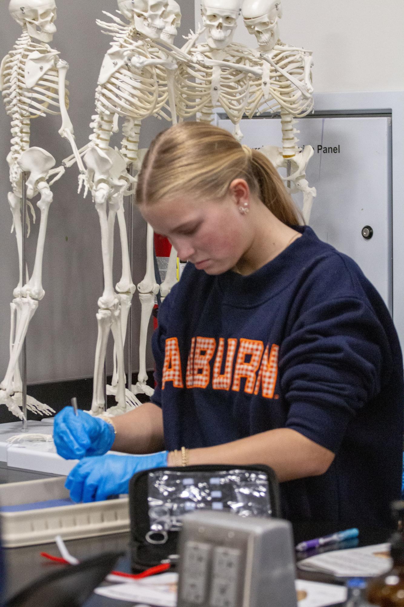 Anatomy and Physiology dissects sheep hearts Jan. 29