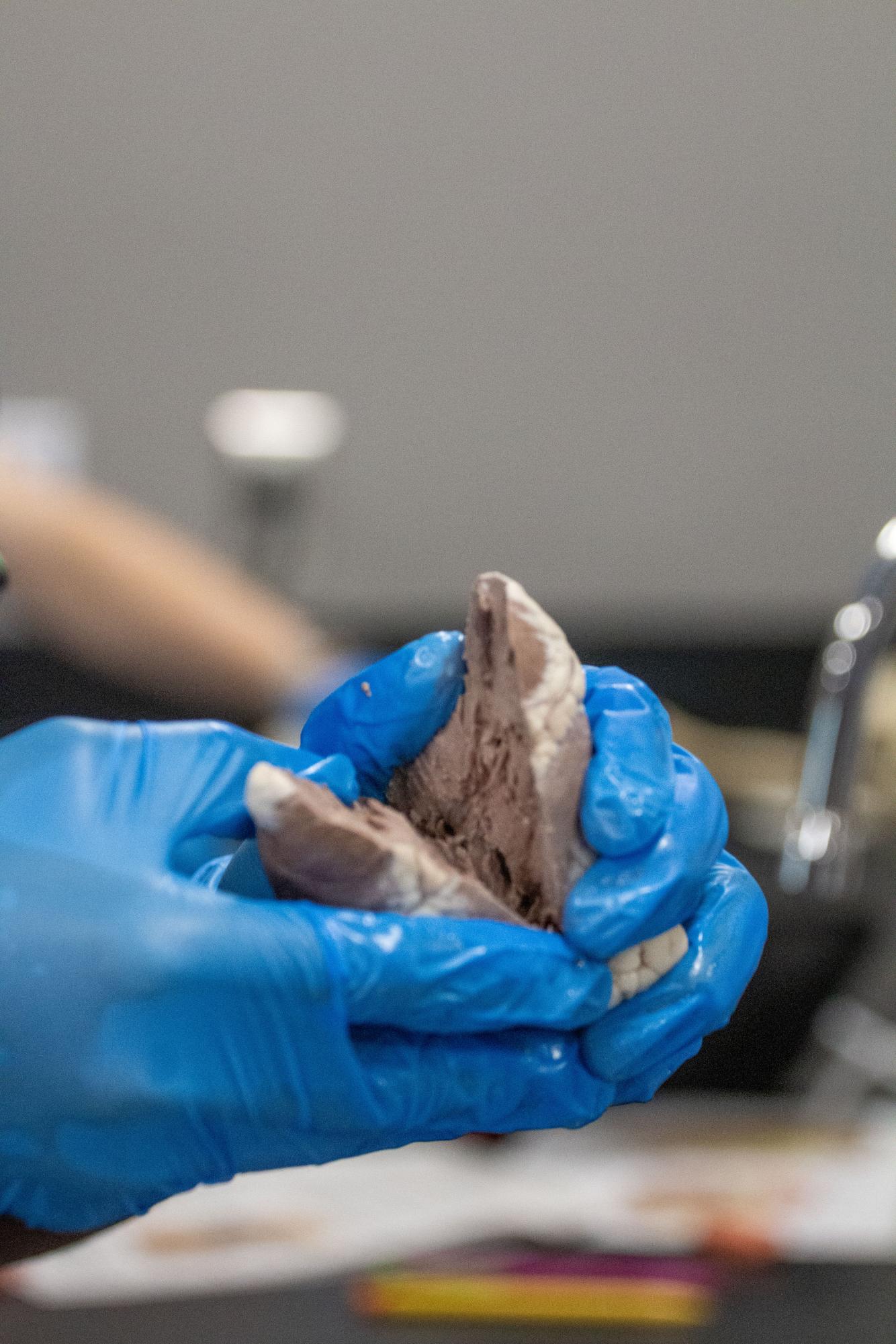 Anatomy and Physiology dissects sheep hearts Jan. 29
