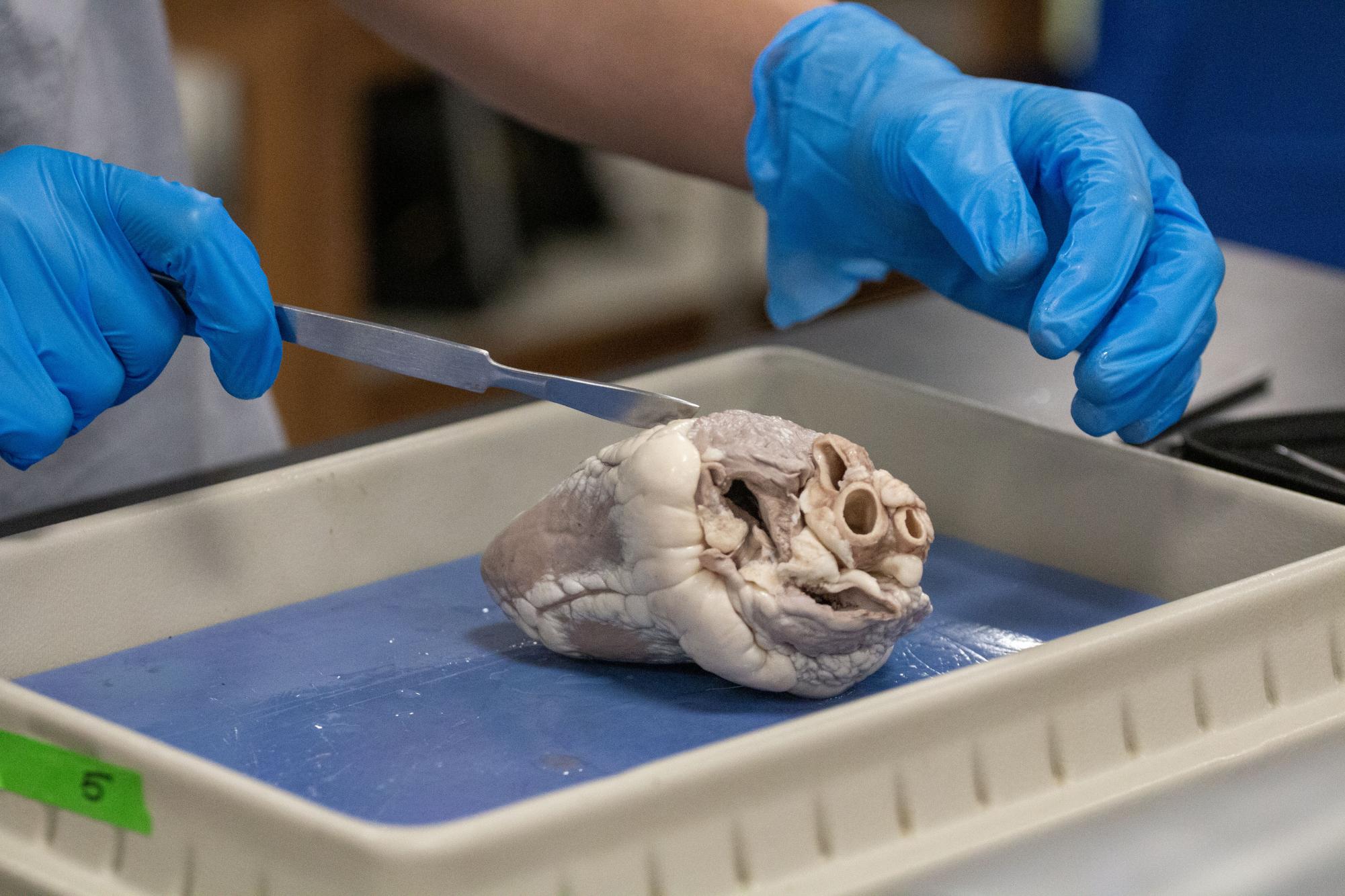 Anatomy and Physiology dissects sheep hearts Jan. 29