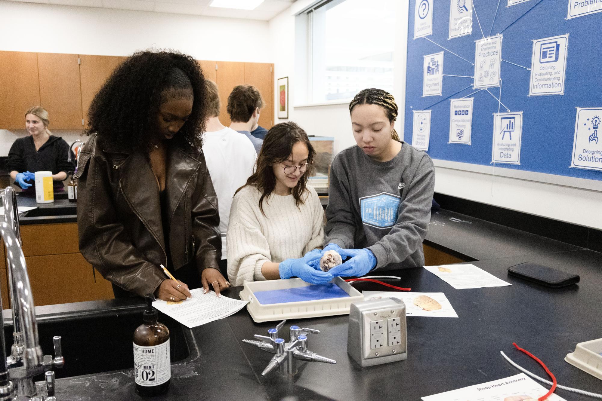 Anatomy and Physiology students complete sheep heart dissection Jan. 30