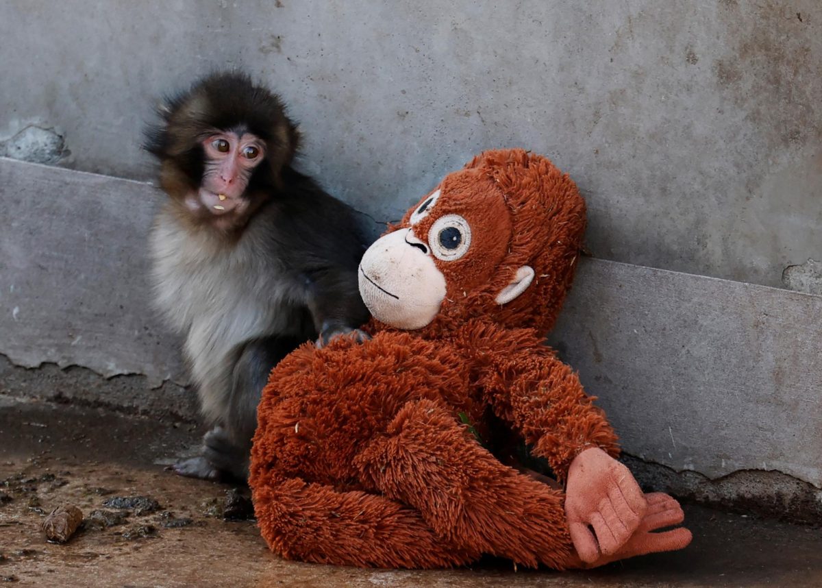 A baby Japanese macaque named Punch sits next to a stuffed orangutan at Ichikawa City Zoo, in Ichikawa, Chiba Prefecture, Japan, February 19, 2026. REUTERS/Kim Kyung-Hoon