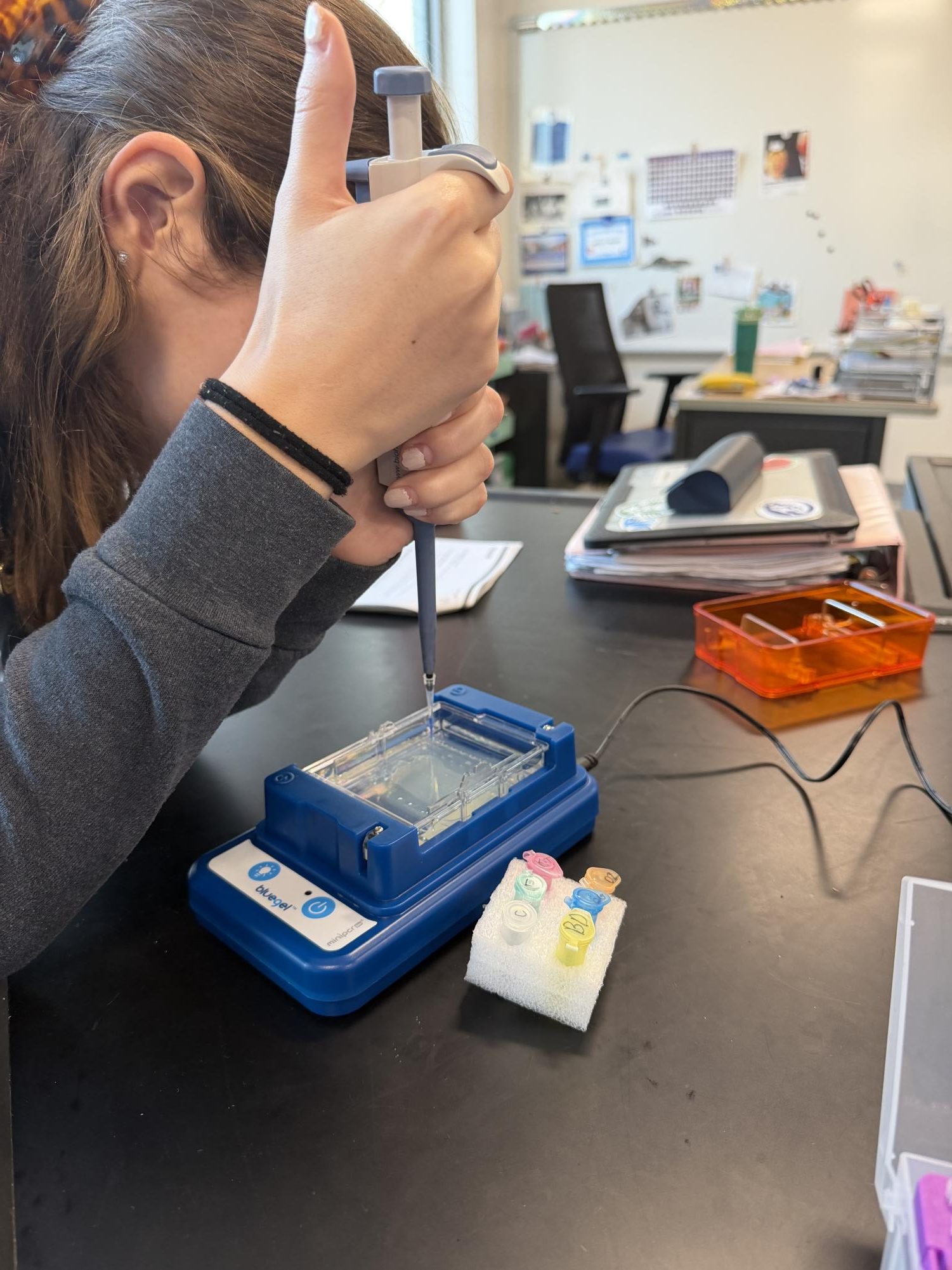 AP Biology students preform a gel electrophoresis